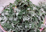 艾草可以治感冒嗎？艾草如何治療感冒？