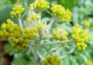 清明菜開花了能不能吃？清明菜怎么吃？