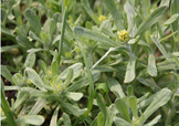 艾草能治療蕁麻疹嗎？艾草可以治療蕁麻疹嗎？