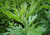 艾草可以治腳氣嗎？艾草泡腳能治腳氣嗎？