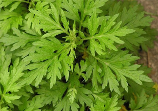 艾草吃了有什么好處？艾草吃多了會(huì)怎樣？