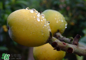 枇杷可以和蔥一起煮嗎？蔥和枇杷葉一起煮可以喝嗎？