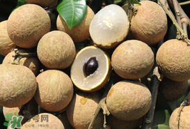 枇杷和龍眼能一起吃嗎？枇杷和桂圓能一起吃嗎？