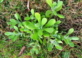 清明菜可以種植嗎？清明菜怎么種植？