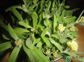 清明菜可以種植嗎？清明菜怎么種植？