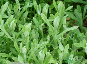 清明菜可以種植嗎？清明菜怎么種植？