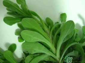 清明菜可以降血壓嗎？清明菜能降血壓嗎？