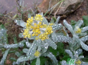 清明菜可以降血壓嗎？清明菜能降血壓嗎？
