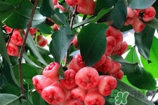 蓮霧是低糖水果嗎？蓮霧含糖量高嗎？