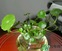 金錢草怎么養(yǎng)？金錢草好養(yǎng)嗎？