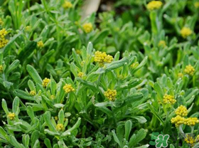 吃清明草有什么好處？清明草的功效與作用