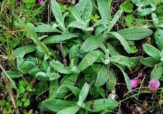 清明菜可以降血壓嗎？清明菜能降血壓嗎？