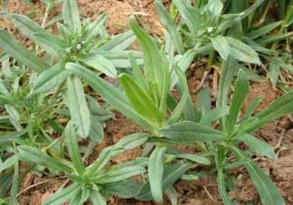 清明菜可以種植嗎？清明菜怎么種植？