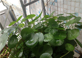 金錢草泡水喝的功效？金錢草有什么作用？