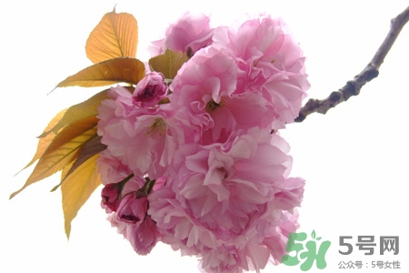清明節(jié)掃墓能不去嗎？清明節(jié)上墳必須去嗎？
