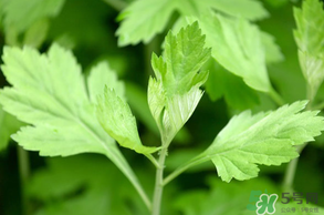 清明菜是什么？清明菜和艾草的區(qū)別 