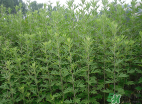 清明菜是什么？清明菜和艾草的區(qū)別 