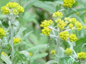 清明菜是發(fā)物嗎？清明菜是不是發(fā)物？