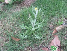 清明菜不能和什么同吃？清明菜和什么相克？
