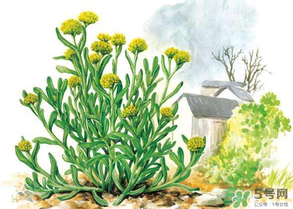 清明草叫什么？清明草有幾種？