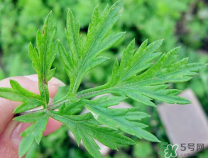 清明草是艾草嗎？清明菜是什么草？