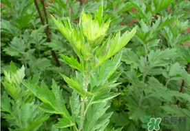 清明草是艾草嗎？清明菜是什么草？