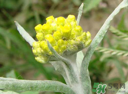 清明草能吃嗎？清明草花可以吃嗎？