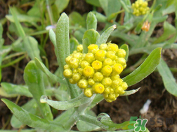清明草能吃嗎？清明草花可以吃嗎？
