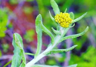 清明菜是發(fā)物嗎？清明菜是不是發(fā)物？