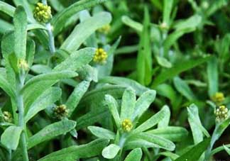 清明菜能治哮喘嗎？清明菜可以治哮喘嗎？