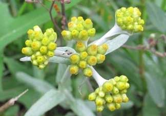 清明草能吃嗎？清明草花可以吃嗎？