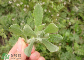 清明草可以曬干嗎？清明草曬干有什么功效？