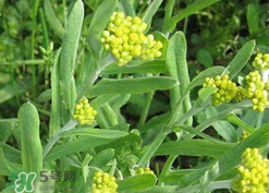 清明草可以種植嗎？清明草怎么種植？