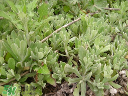 清明草可以種植嗎？清明草怎么種植？