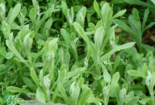 清明草可以泡茶嗎？清明草泡水喝的功效