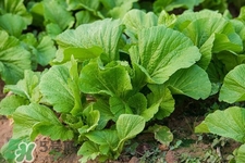 春分吃春菜有什么好處？春菜有什么營(yíng)養(yǎng)價(jià)值？