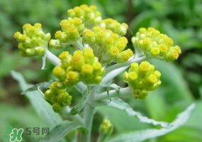 清明花粑粑怎么做？清明花粑粑的做法