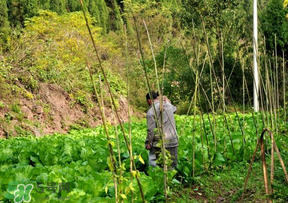 清明節(jié)種什么菜？清明節(jié)前后種什么菜？