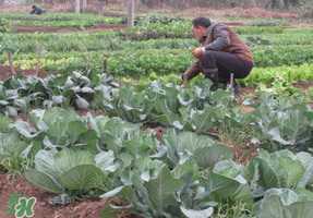清明節(jié)種什么菜？清明節(jié)前后種什么菜？