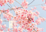 春分吃什么？春分吃什么會(huì)更加健康？