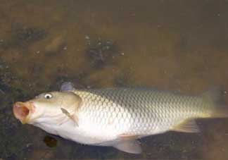 春分能夜釣嗎？春分能釣鯉魚嗎？