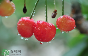 櫻桃掉果怎么回事？櫻桃掉果怎么處理？