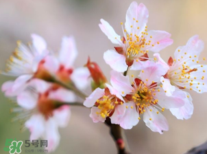 櫻桃需要授粉樹嗎？櫻桃需要什么授粉樹？