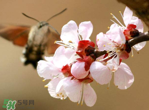 櫻桃需要授粉樹嗎？櫻桃需要什么授粉樹？