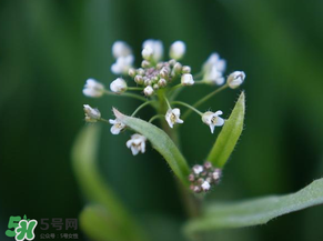 薺菜什么時候開花？薺菜花什么時候采？