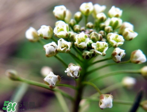 薺菜什么時候開花？薺菜花什么時候采？
