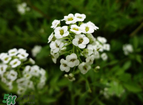 薺菜花可以泡茶嗎？薺菜花泡茶喝有什么功效？