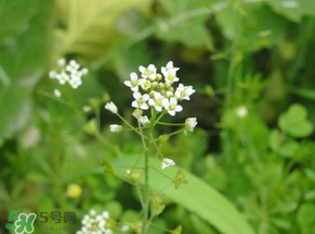 薺菜花可以泡茶嗎？薺菜花泡茶喝有什么功效？
