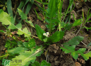 便秘能吃薺菜嗎？便秘可以吃薺菜嗎？