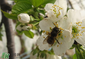 櫻桃怎么授粉？紅燈櫻桃怎么授粉？